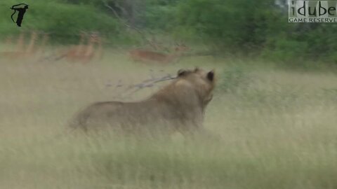 Lions FAIL To Catch A Meal | Worst Success Rate Of Predators!!