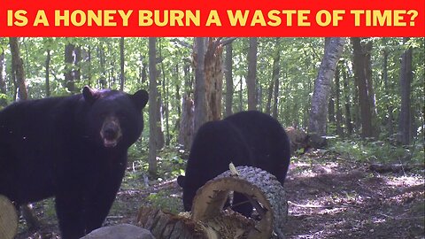 Bear Baiting: is a Honey Burn actually bad? 5 Reasons!