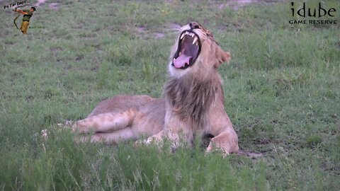 Daughters Of The Mapogo Lions - Rebuilding The Othawa Pride - 74: Lioness And Sub Male