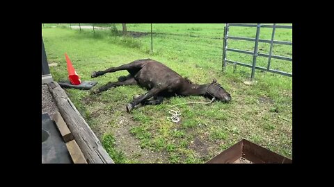 Mr. T's Last Day - How A Horse Went Down & Never Got Back Up - Very Sad Video Grab A Tissue