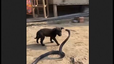 Cobra versus Puppy