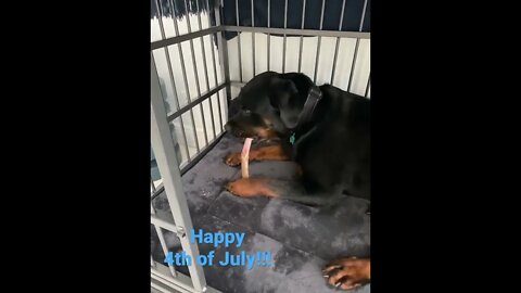 Dogs get 4th of July treats too! Happy 4th!!!