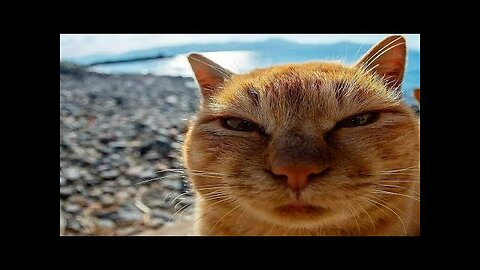 funny animal videos