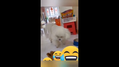 Animal funny video 🤣🤣🤣