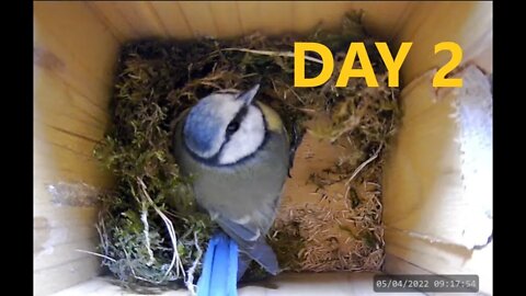 Blue Tit Nesting Day 2 Highlights