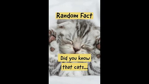 Like and Follow to discover more funny facts about our furry feline friends! #catfacts #catlover