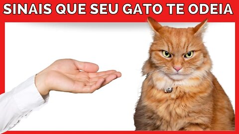 14 SINAIS DE QUE SEU GATO TE ODEIA