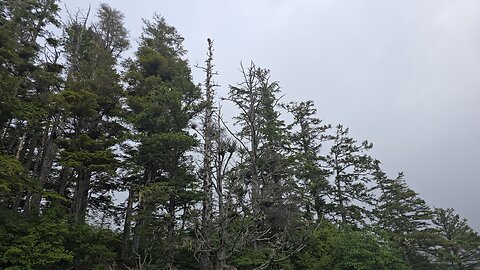 🆘️Millions of Dead Trees Standing Across North America Part 2