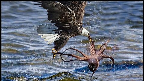 The Eagle Dies While Hunting Octopus lIn The Ocean