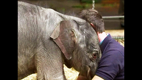 Baby Elephant Miracle