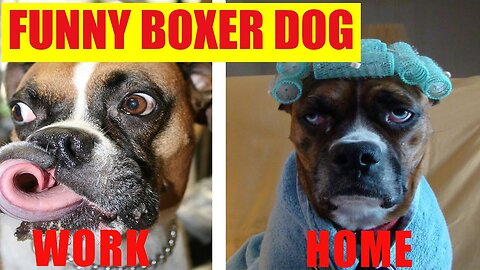 Funny Dog Boxer 🐶