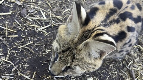 Sleek and Slender Serval