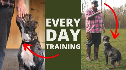 5 Dog Training Exercises You Should Do EVERY DAY At Home!