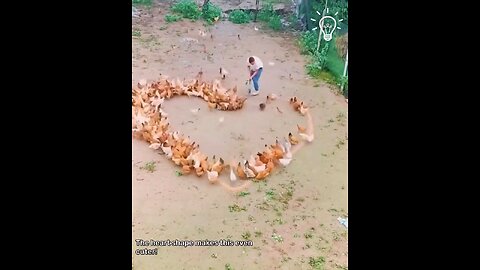 The cutest way to feed the chickens🐔💘❤️