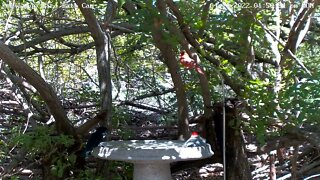 Red-bellied woodpecker bathing