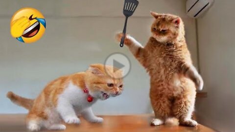 Funniest Animals 2022 😂 Funniest Cats and Dogs 😺🐶