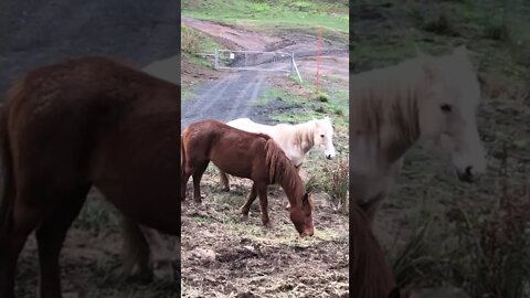 Brumbies eating hay