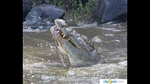 CROCODILE against pigs