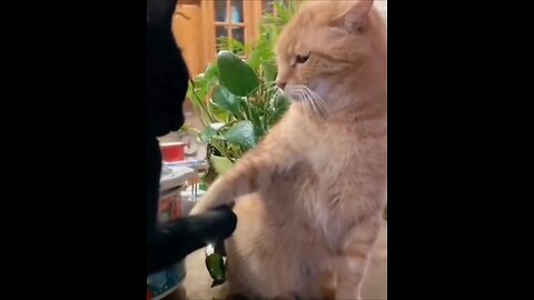 one in a million funny cats part4 @shorts_Full-HD