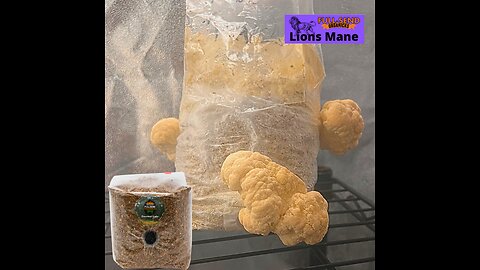 Lion mane mushrooms | yellow discoloration and BEST time to harvest.