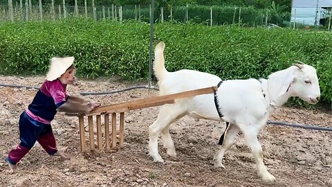 Farmer CUTIS & Goat plow the land to grow vegetables