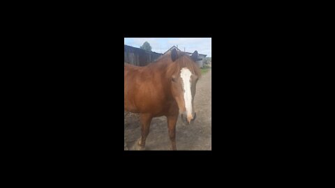 Beautiful free horses