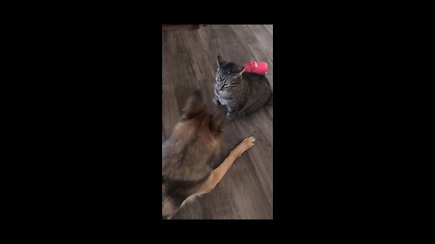 Dog & cat fighting // dog and cat wrestling