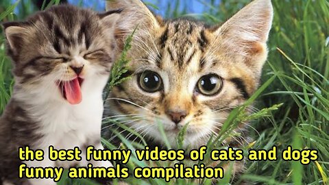 Funny cat video caught in camera 😂😂#cat #animal#funnycatvideos