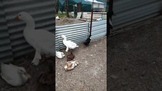 Gander and Duck best friends