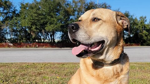 Dog Park in Fort Myers, FL