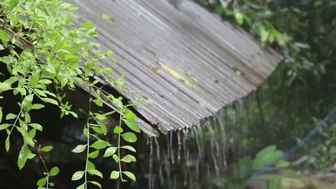 🎧🎼Rain falling in a city ambience sound effect, - Relaxing white noise backgroung🎼🎧