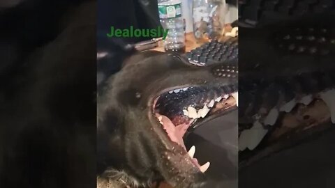 the whale song of jealousy