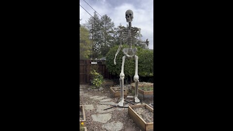 Giant Skeleton