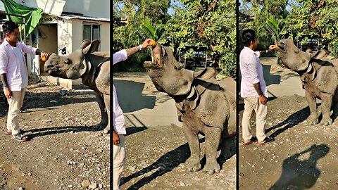 This animal is very common to see in Chitwan, Nepal #Part02