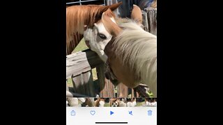 Pasture horse buddies meet again after ten years