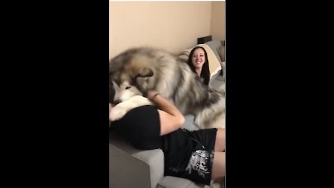 Watch the huge dog