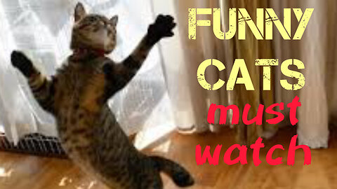 Funny cats and kittens | the most interesting moments