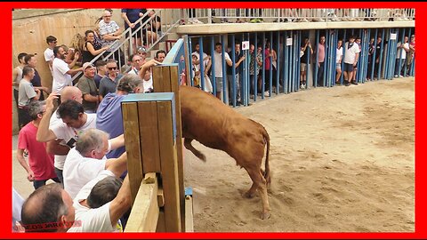 MALÓN ( ZARAGOZA ) TARDE VACAS EN PLAZA ( JUEVES 14 SEPTIEMBRE 2023 ) GANAD.ARRIAZU