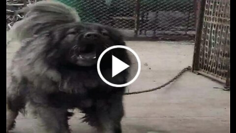 Angry Caucasian Shepherd Dog