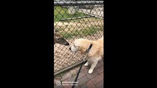 Golden Retriever and his friends