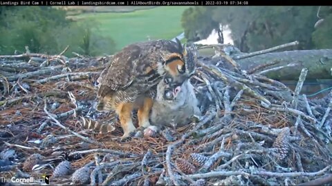 Sunrise Breakfast Close-up 🦉 3/19/22 07:34