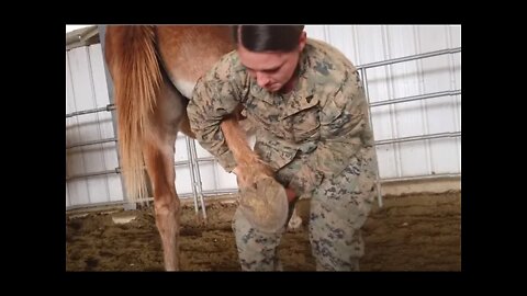 Meet The Meanest Mule In The Marine Corps - Or Maybe Not?