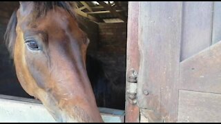 SOUTH AFRICA - Cape Town - SAPS Mounted Unit (Video) (R9B)