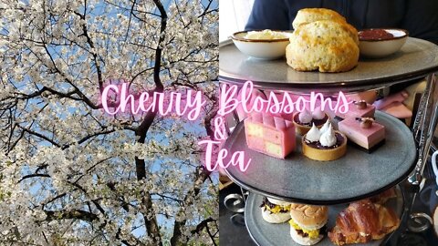 Cherry Blossom Week 3 Peak Blooms & Fairmont Hotel Themed Tea