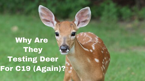 Why Are They Deer for C19 (Again)?