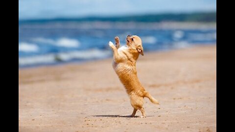 Wow: Funny Dog dancing to the words of a song