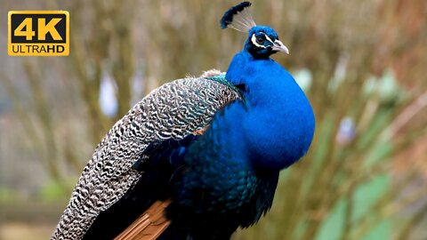 Beautiful Peacock Birds | Cute Bird 4k ultra video