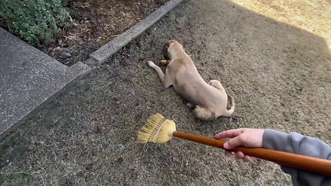 Testing A Dog For Aggressiveness - Touching A Dog With Food