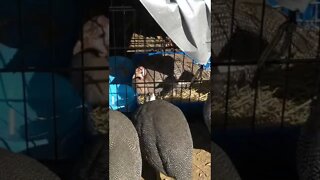 Disabled guinea fowl uses deep hay bed to stand up