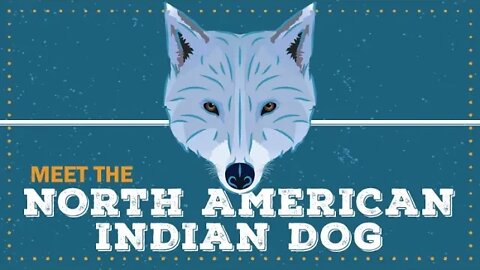 North American Indian Dog | CKC Breed Facts & Profile